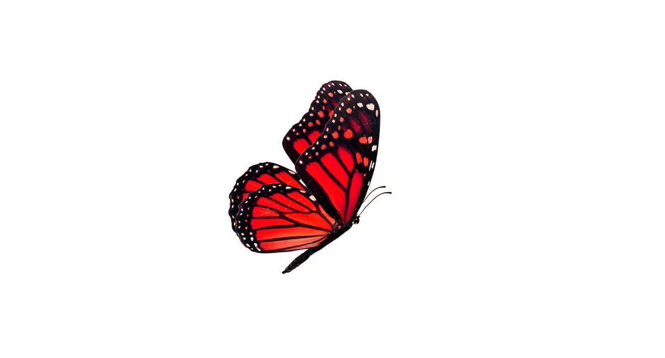 mariposa roja